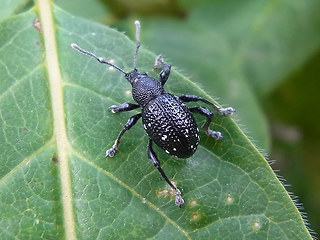 Otiorhynchus gemmatus
