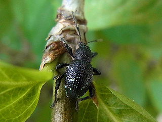Otiorhynchus gemmatus