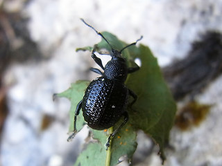 Otiorhynchus gemmatus
