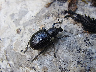 Otiorhynchus gemmatus