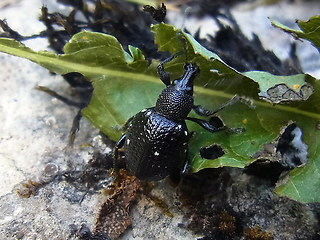 Otiorhynchus gemmatus
