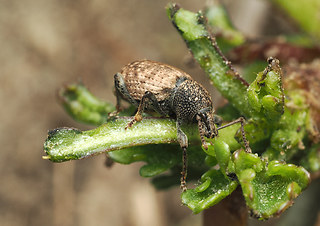Otiorhynchus raucus