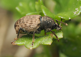 Otiorhynchus raucus