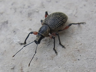 Otiorhynchus sensitivus