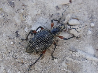 Otiorhynchus sensitivus