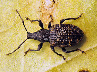 Otiorhynchus sulcatus