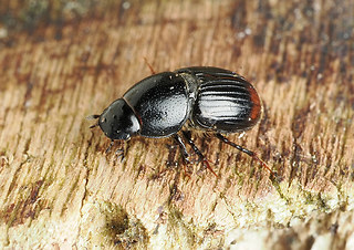 Otophorus haemorrhoidalis