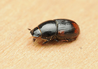 Otophorus haemorrhoidalis