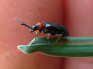 Oulema melanopus- duftschmidi