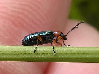 Oulema melanopus- duftschmidi
