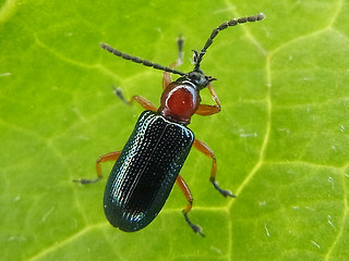 Oulema melanopus - duftschmidi