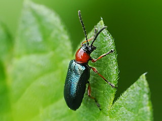 Oulema melanopus - duftschmidi