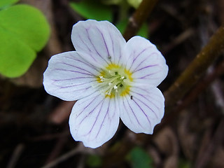 Oxalis acetosella