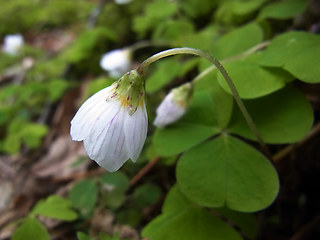 Oxalis acetosella