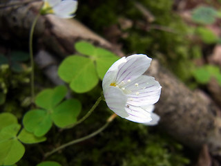 Oxalis acetosella