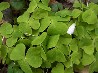 Oxalis acetosella