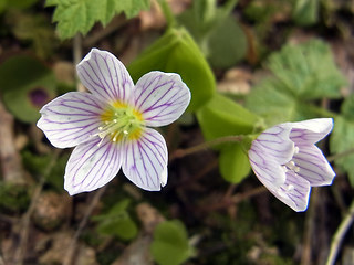 Oxalis acetosella