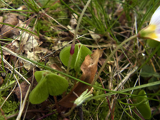 Oxalis acetosella