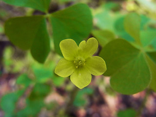 Oxalis stricta