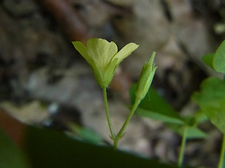 Oxalis stricta