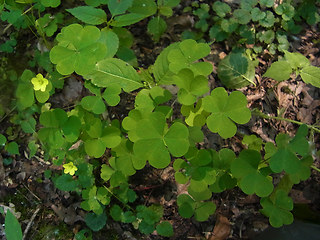 Oxalis stricta