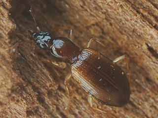 Oxypselaphus obscurus