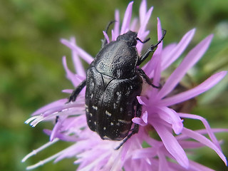 Oxythyrea funesta