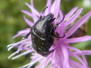 Oxythyrea funesta