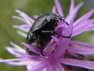 Oxythyrea funesta