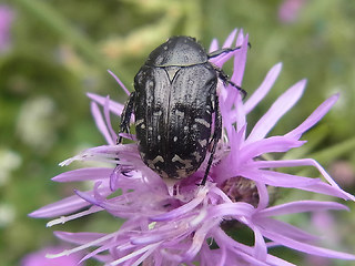 Oxythyrea funesta