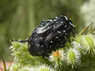 Oxythyrea funesta