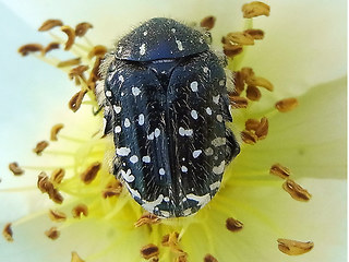 Oxythyrea funesta