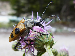 Pachyta quadrimaculata