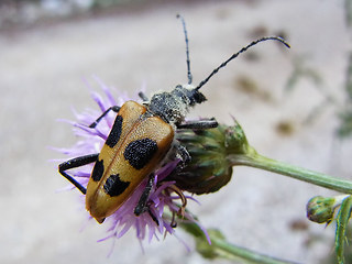 Pachyta quadrimaculata