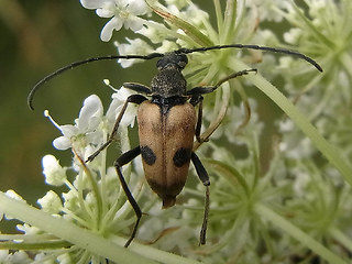 Pachytodes cerambyciformis