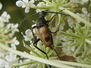 Pachytodes cerambyciformis