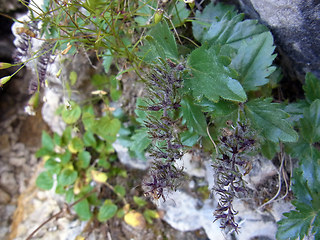 Paederota bonarota