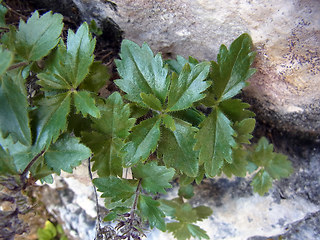 Paederota bonarota