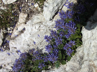 Paederota bonarota