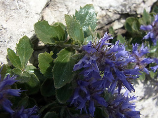 Paederota bonarota