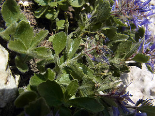Paederota bonarota