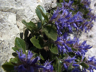 Paederota bonarota