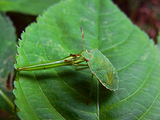 Palomena prasina