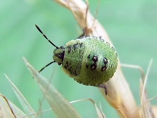 Palomena prasina