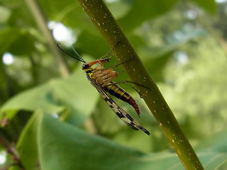 Panorpa communis