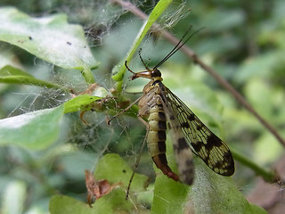 Panorpa communis