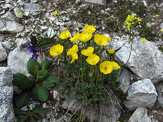 Papaver alpinum ssp. kerner