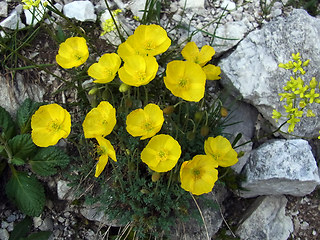 Papaver alpinum ssp. kerner