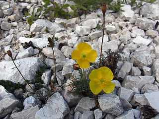 Papaver alpinum ssp. kerner