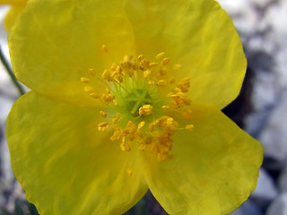 Papaver alpinum ssp. kerner